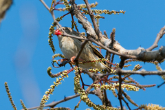 Quelea quelea lathamii