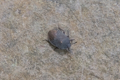Cyclopelta