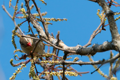 Quelea quelea lathamii