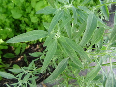 Chenopodium betaceum