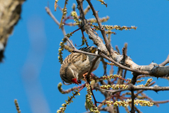 Quelea quelea lathamii