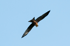 Milvus migrans parasitus