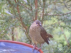 Ptilonorhynchus violaceus