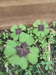 Oxalis tetraphylla