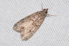 Eudonia mercurella