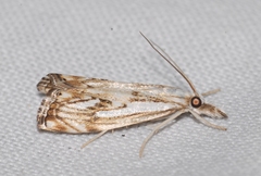 Catoptria falsella