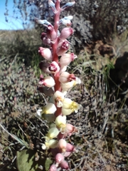 Lachenalia membranacea