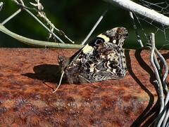 Vanessa itea