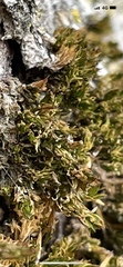 Orthotrichum diaphanum