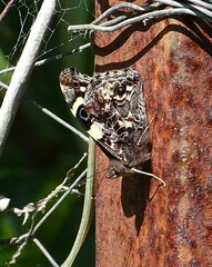 Vanessa itea