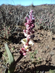 Lachenalia membranacea