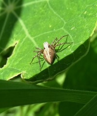 Oxyopes
