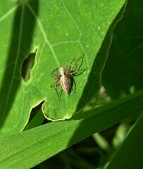 Oxyopes