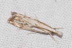 Catoptria falsella
