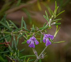 Westringia eremicola
