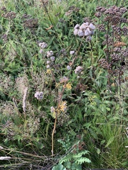 Achillea millefolium