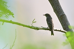 Muscicapa dauurica