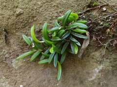 Bulbophyllum shepherdii