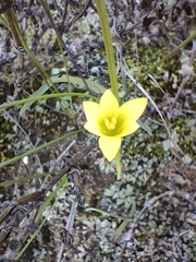 Romulea flava