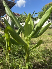 Curcuma