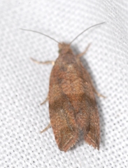 Celypha striana