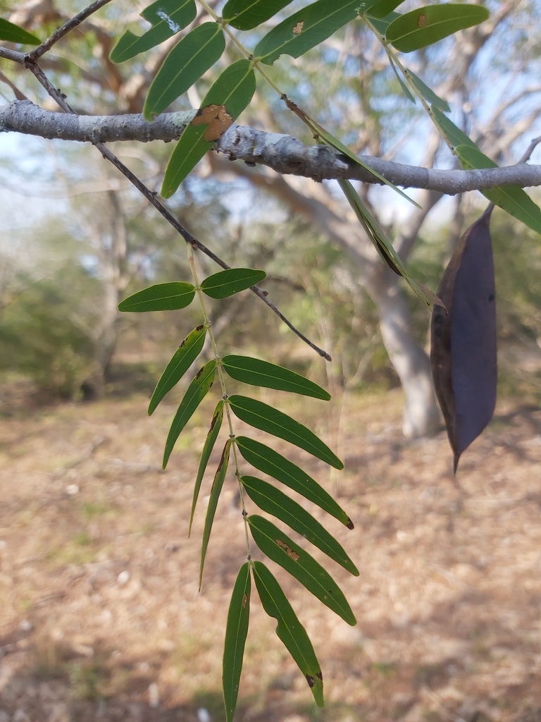 Brachystegia torrei