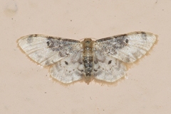 Idaea filicata