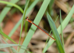 Agriocnemis dobsoni