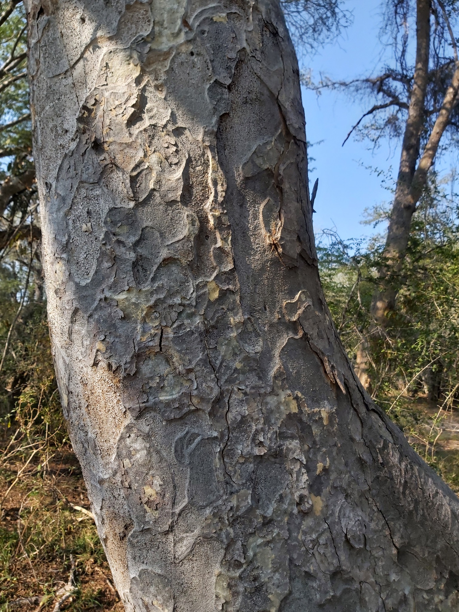 Brachystegia tamarindoides Welw. ex Benth.