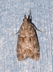 Eudonia mercurella