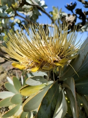 Protea