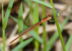 Agriocnemis dobsoni