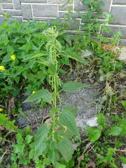 Urtica sondenii