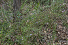 Westringia eremicola