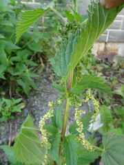 Urtica sondenii