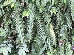 Phegopteris decursive-pinnata