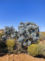 Protea