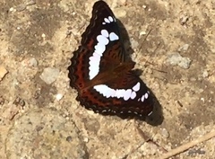 Moduza procris milonia