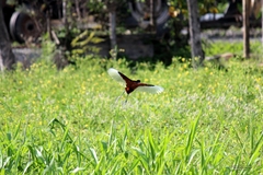 Jacana jacana