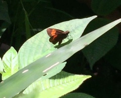 Koruthaialos rubecula