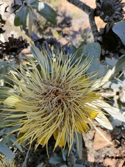 Protea