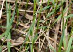 Agriocnemis dobsoni