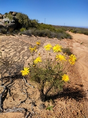 Euryops speciosissimus