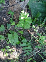 Pastinaca sativa sylvestris