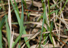 Agriocnemis dobsoni