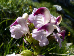 Pedicularis rostratocapitata