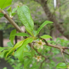 Prunus