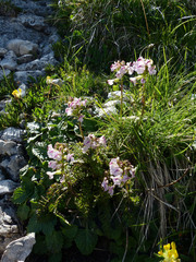 Pedicularis rostratocapitata