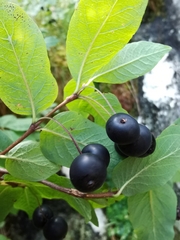Lonicera nigra