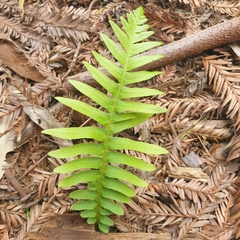 Polypodiopsida